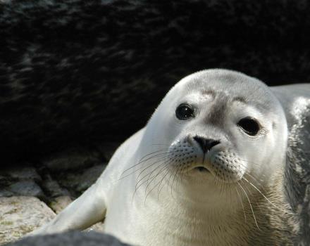 Scopri la nostra offerta Acquario di Genova: dormi all'hotel Porto Antico ed i biglietti per la visita dell'Acquario sono gratis! prenota ora